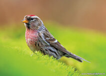Songbird postcards | Great redpoll postcard