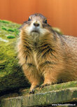 Zoo postcards | Prairie dog postcard