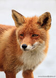 Fox postcard Fox postcard