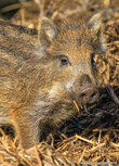 Zoo postcards | Wild boar postcard Zoo postcards | Wild boar postcard