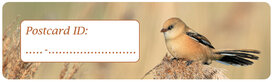 Postcrossing ID stickers | 6x bearded reedling Postcrossing ID stickers | 6x bearded reedling