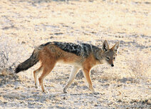 African animals postcards | Black backed jackal postcard African animals postcards | Black backed jackal postcard