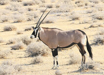 African animals postcards | Oryx postcard African animals postcards | Oryx postcard