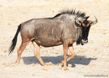 African animals postcards | Wildebeest postcard African animals postcards | Wildebeest postcard