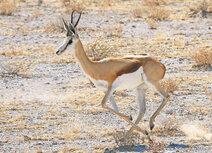 African animals postcards | Springbok postcard African animals postcards | Springbok postcard
