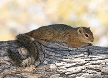 African animals postcards | Tree squirrel postcard African animals postcards | Tree squirrel postcard