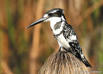 African animals postcards | Pied kingfisher postcard African animals postcards | Pied kingfisher postcard