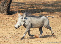 African animals postcards | Warthog postcard African animals postcards | Warthog postcard