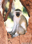 African animals postcards | Vervet monkey postcard African animals postcards | Vervet monkey postcard