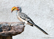 African animals postcards | Southern yellow-billed hornbill postcard African animals postcards | Southern yellow-billed hornbill postcard