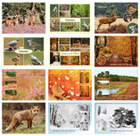 Postcard sets | Veluwe postcard set Postcard sets | Veluwe postcard set