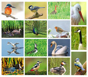 Postcard sets | Bird postcard set Postcard sets | Bird postcard set