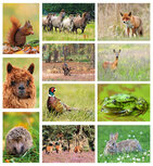 Postcard sets | Wildlife postcard set Postcard sets | Wildlife postcard set