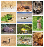 Postcard sets | Wildlife postcard set Postcard sets | Wildlife postcard set