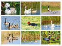 Postcard sets | Waterbird postcard set Postcard sets | Waterbird postcard set