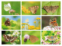 Postcard sets | Butterfly postcard set Postcard sets | Butterfly postcard set