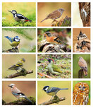 Postcard sets | Bird postcard set Postcard sets | Bird postcard set