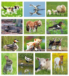 Postcard sets | Animal postcard set Postcard sets | Animal postcard set