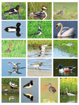 Postcard sets | Birds postcard set Postcard sets | Birds postcard set
