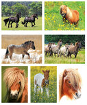 Postcard sets | Horse postcard set Postcard sets | Horse postcard set