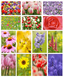 Postcard sets | Flower postcard set Postcard sets | Flower postcard set