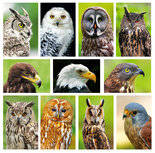 Postcard sets | Raptor postcard set Postcard sets | Raptor postcard set