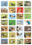 School reward stickers | Bird sticker sheet