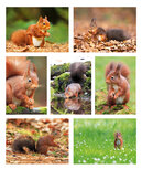Postcard sets | Squirrel postcard set Postcard sets | Squirrel postcard set