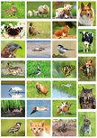 Postcard sets | Animal postcard set Postcard sets | Animal postcard set