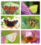 Postcard sets | Butterflies postcard set Postcard sets | Butterflies postcard set