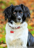 Dog postcards | Stabyhoun postcard Dog postcards | Stabyhoun postcard