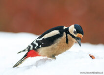 Bird postcards | Great spotted woodpecker postcard Bird postcards | Great spotted woodpecker postcard