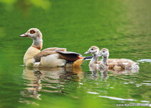 Waterbird postcards | Egyptian geese postcard