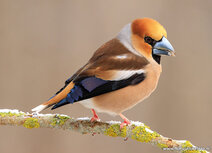 Bird postcards | Hawfinch postcard