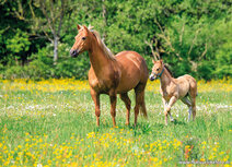 Horse postcards | Horse with foal postcard Horse postcards | Horse with foal postcard