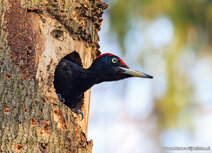 Bird postcards | Black woodpecker postcard