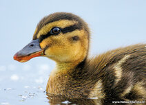 Waterbird postcards | Young duckling postcard