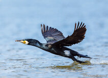 Waterbird postcards | Great cormorant postcard
