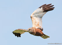 Raptor postcards | Western marsh harrier postcard Raptor postcards | Western marsh harrier postcard