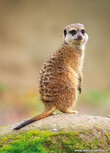 Zoo postcards | meerkat postcard