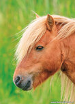 Horse postcards | Horse postcard Horse postcards | Horse postcard