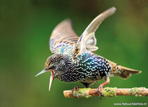 Songbird postcards | Common starling postcard