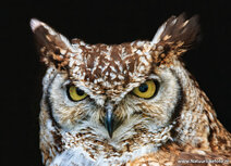 Owl postcards | great horned owl postcard