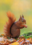 Squirrel postcard Squirrel postcard