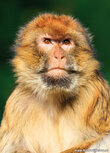 Zoo postcards | barbary macaque postcard