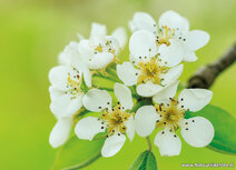Flower postcards | Blossom postcard Flower postcards | Blossom postcard