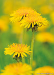 Flower postcards | dandelions postcard Flower postcards | dandelions postcard