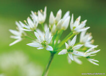 Flower postcards | Wild garlic postcard Flower postcards | Wild garlic postcard