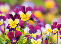 Flower postcards | Violet postcard Flower postcards | Violet postcard