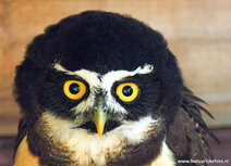 Owl postcards | spectacled owl postcard